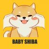 BABYSHIBA